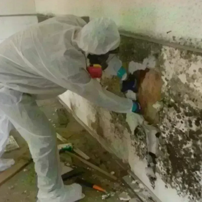 Mold Remediation and Removal in Belle Chasse, LA